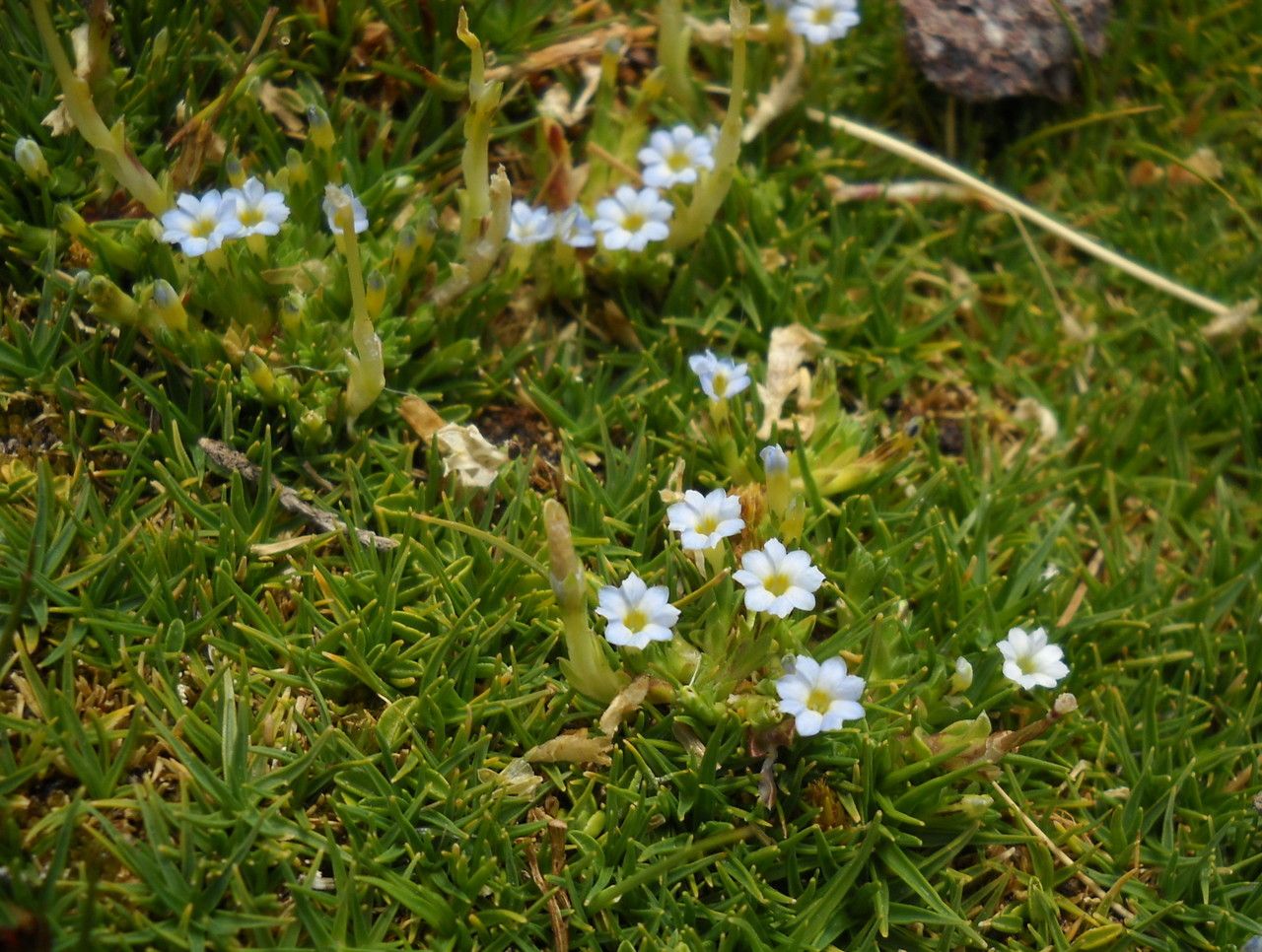 Gentiana gayi — houseplant care guide