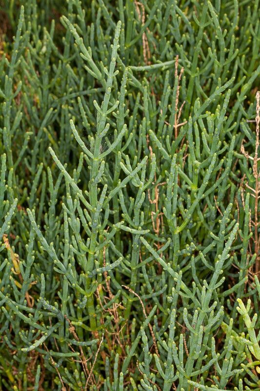 Sarcocornia perennis bark