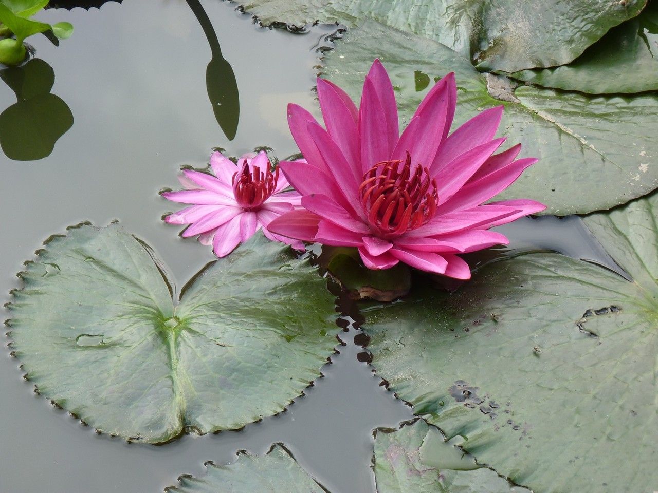 Nymphaea pubescens flower