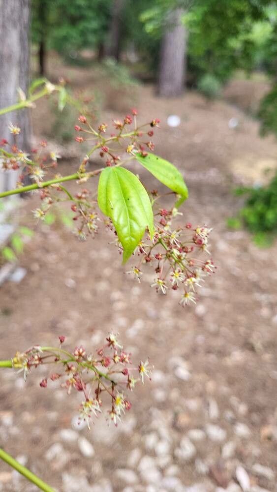 Acer calcaratum flower