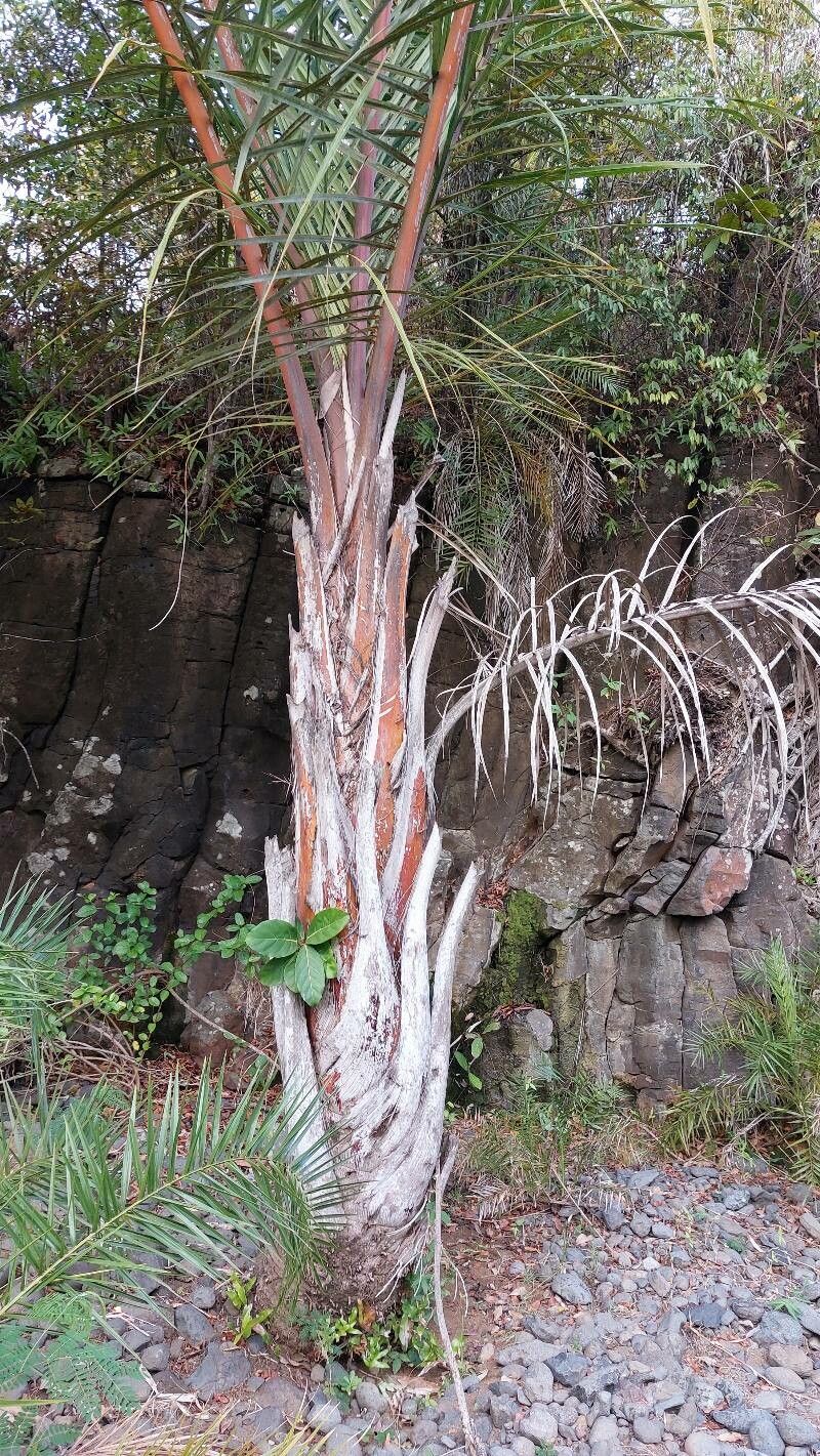 Raphia farinifera bark