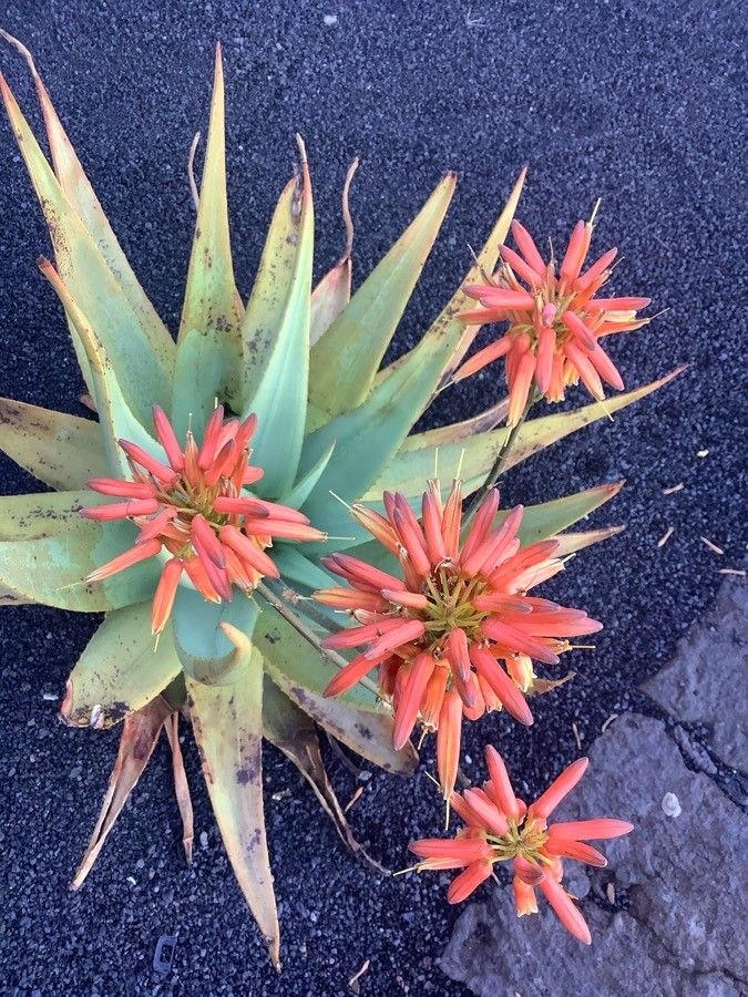 Aloe polyphylla flower