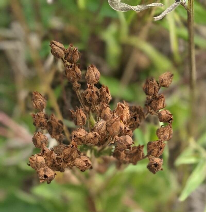 Drymocallis arguta fruit