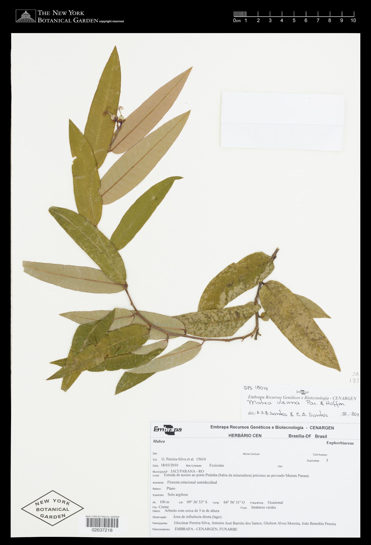 Mabea uleana — houseplant care guide