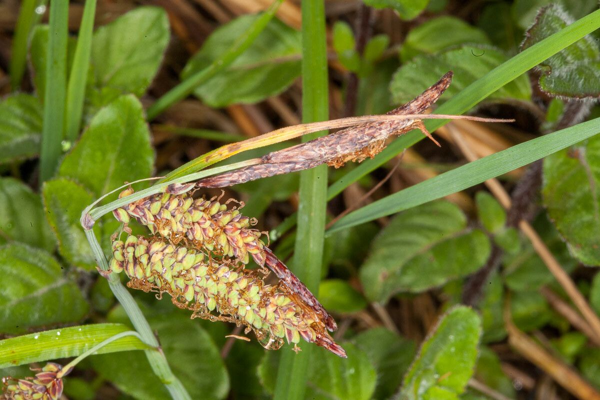 Carex flacca fruit