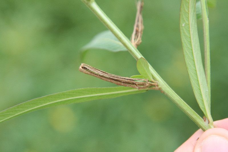 Ludwigia longifolia fruit