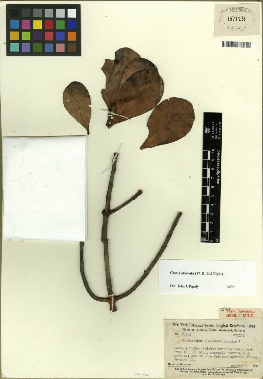 Clusia obovata — search result for 'Clusia'