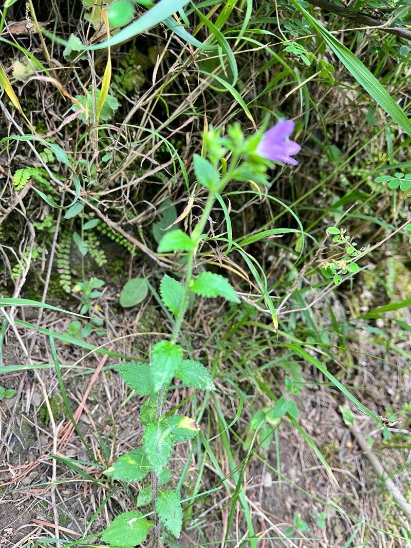 Campanula pallida leaf