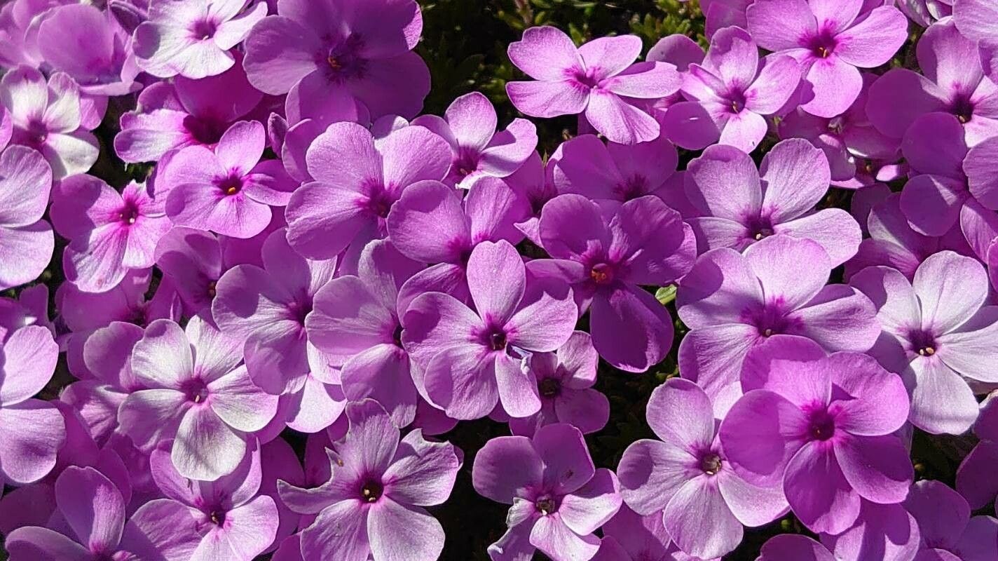 Phlox douglasii flower