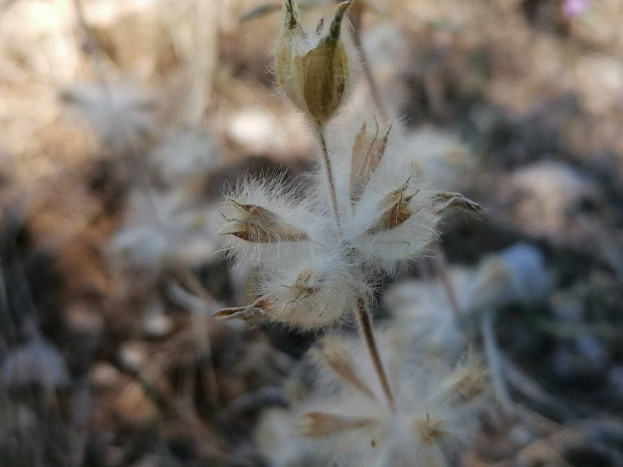Phlomis lychnitis fruit
