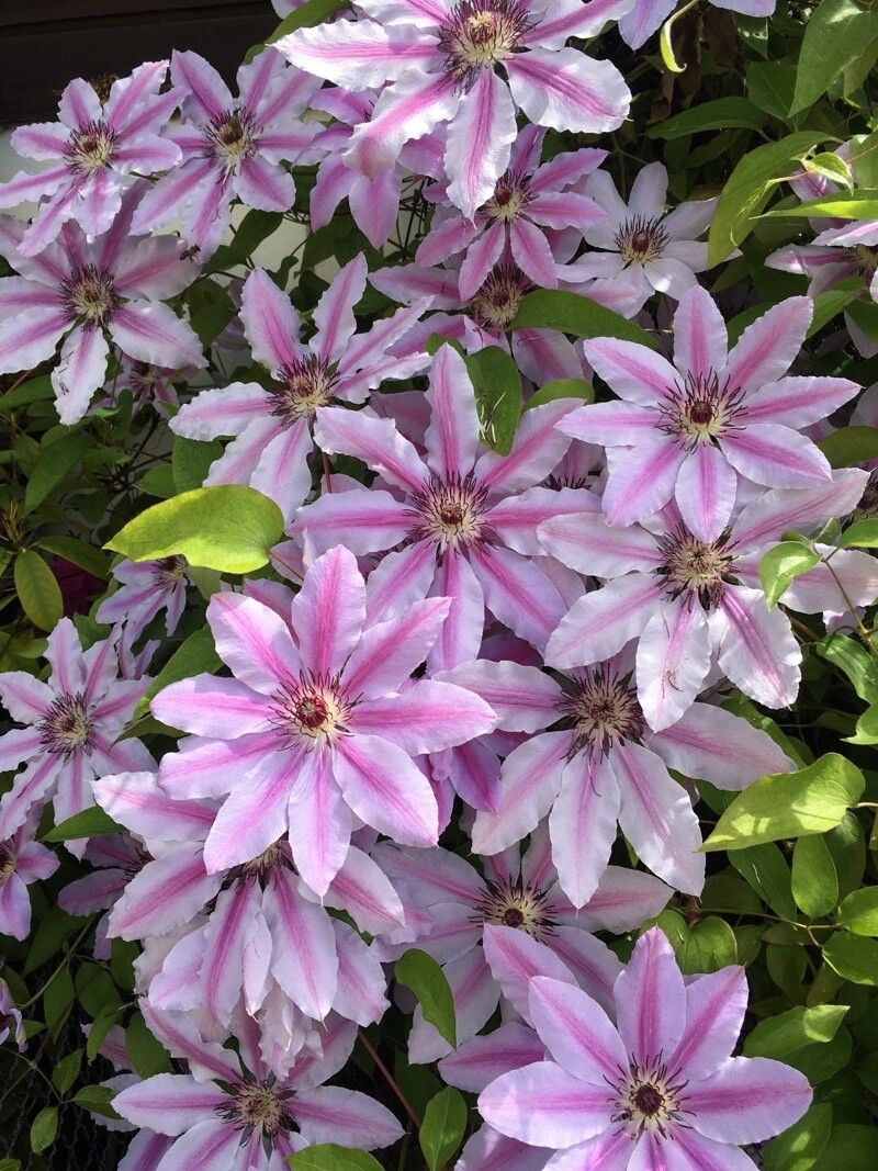 Clematis × jackmanii fruit