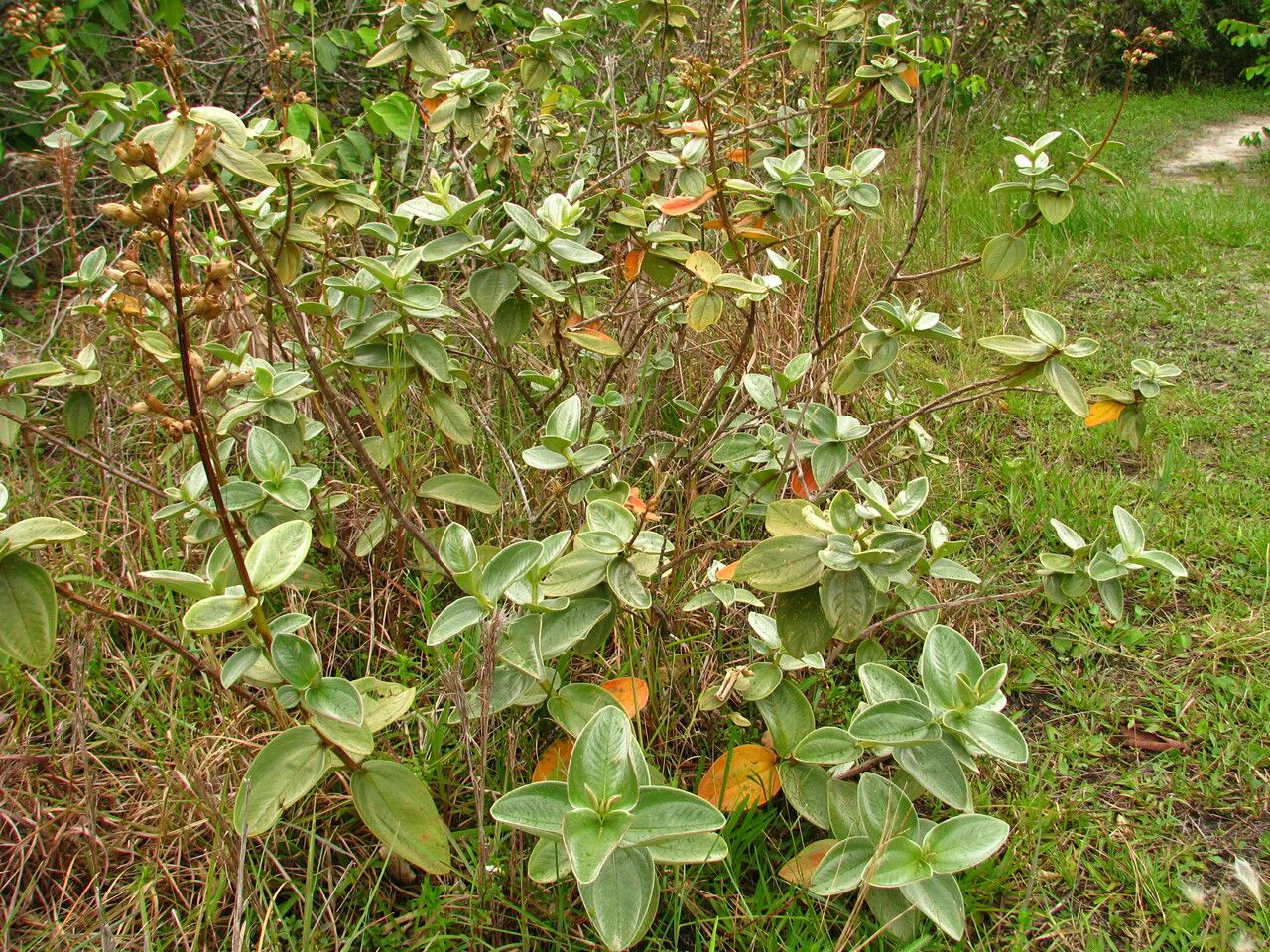 Tibouchina clavata habit