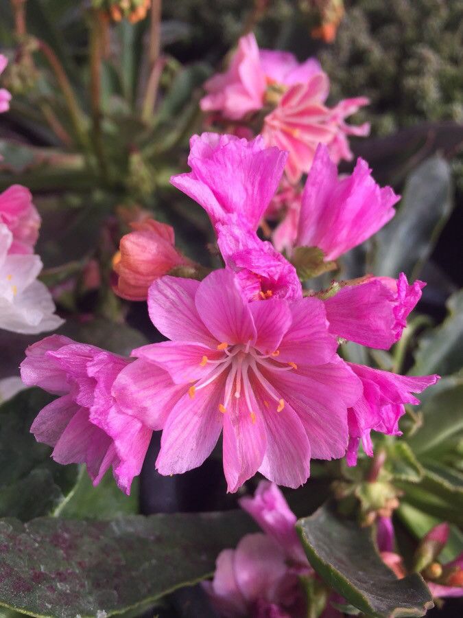 Lewisia longipetala flower