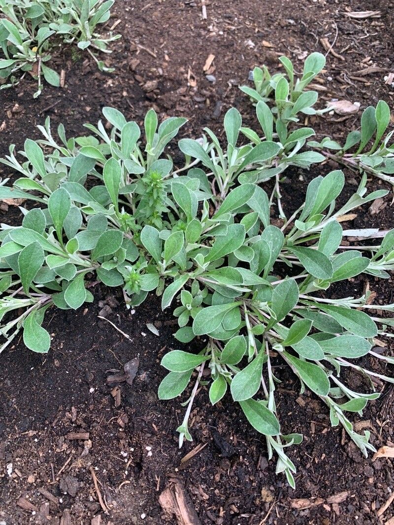 Antennaria parvifolia leaf