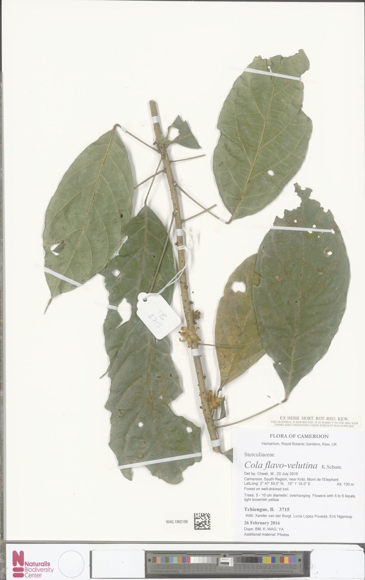 Cola flavovelutina — houseplant care guide