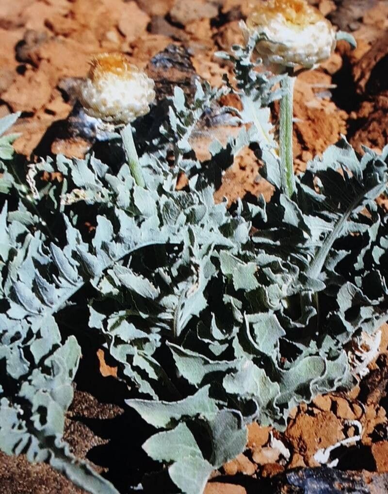 Rhaponticum canariense — related species from the same genus