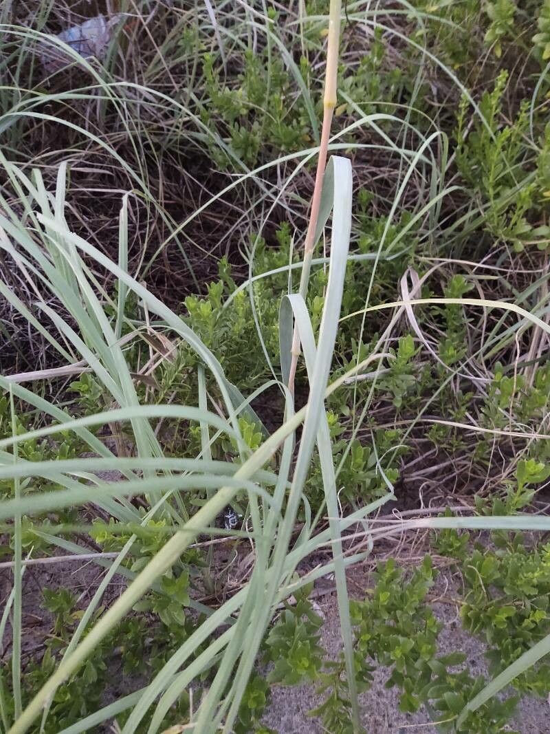 Uniola paniculata leaf
