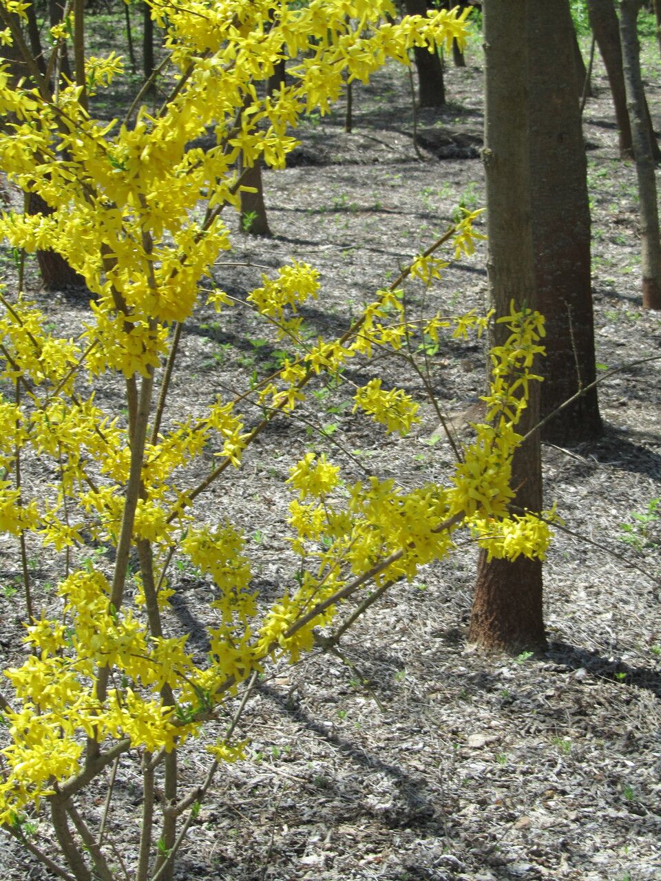 Forsythia europaea flower
