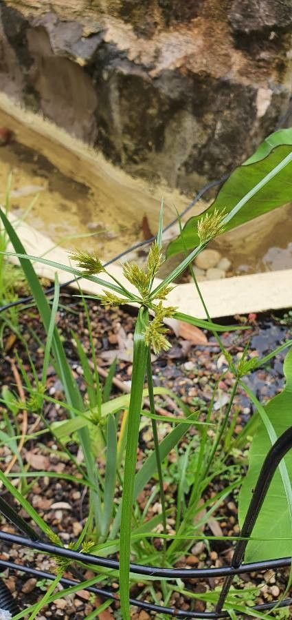 Cyperus microiria leaf