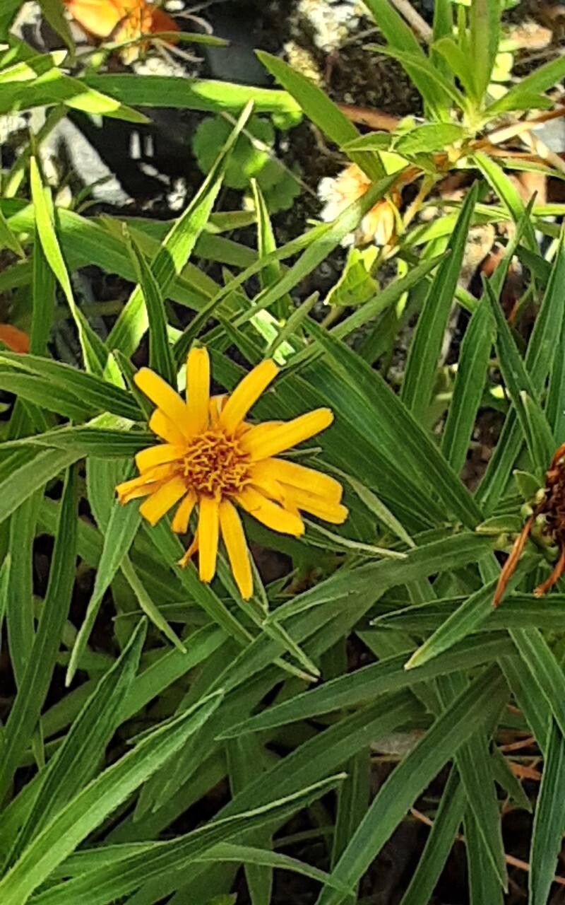 Pentanema ensifolium flower