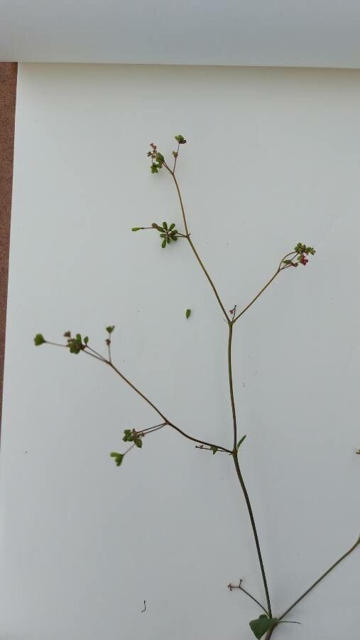 Boerhavia diffusa fruit