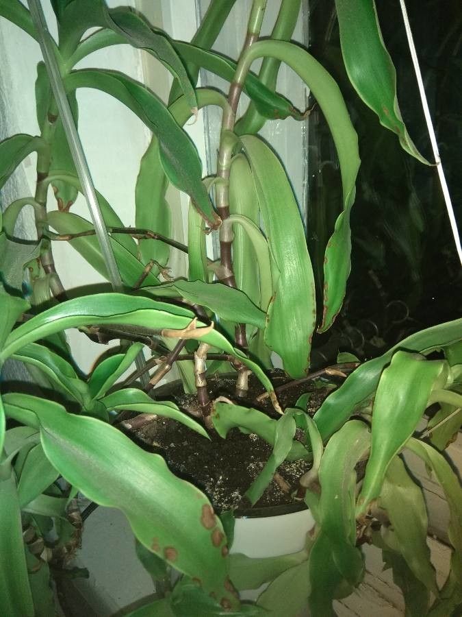 Epidendrum atacazoicum leaf