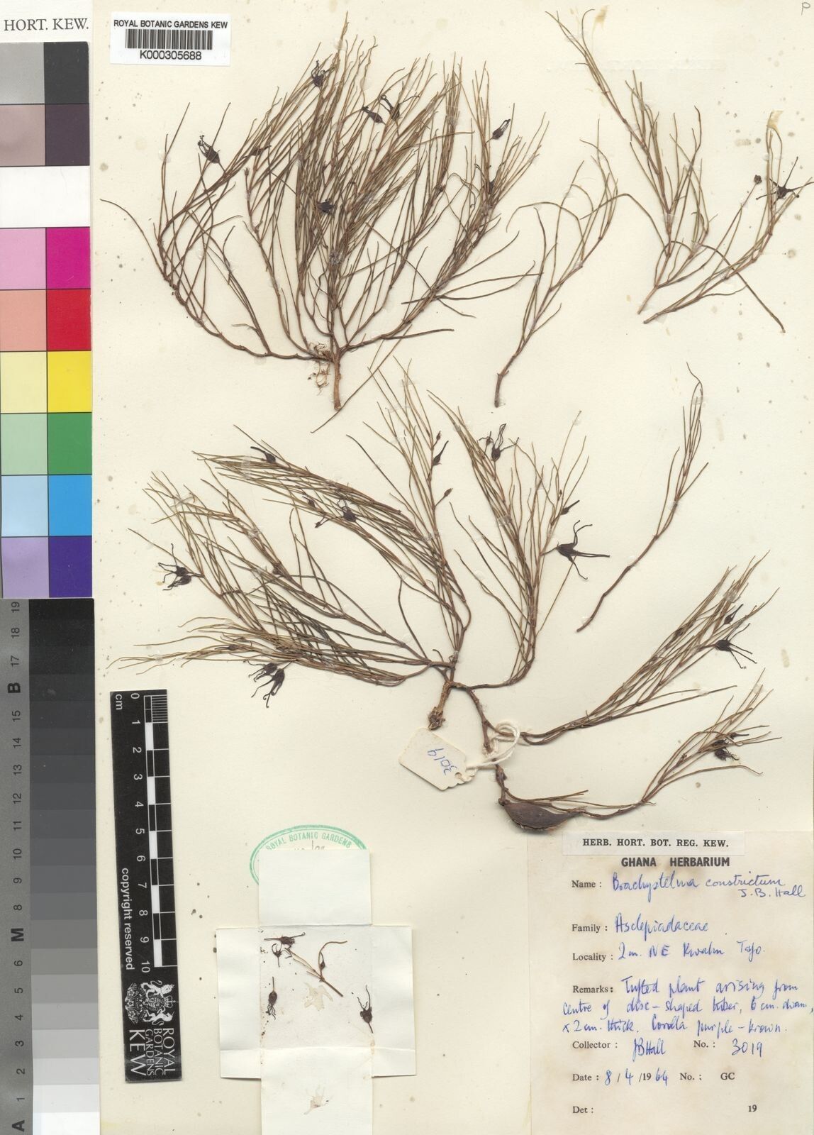 Ceropegia johnstonii — search result for 'Ceropegia'