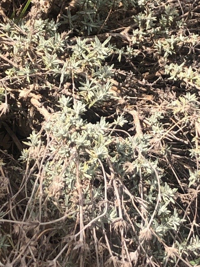 Sideritis leucantha — search result for 'Sideritis'