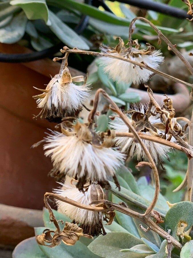Kleinia fulgens fruit