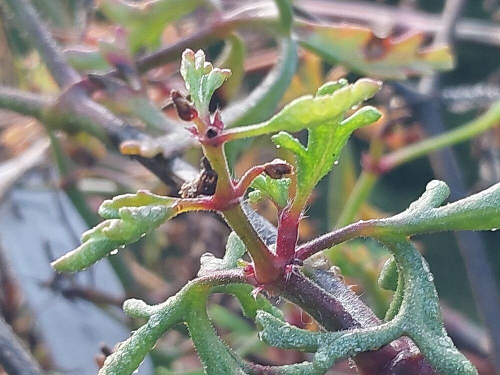 Pelargonium senecioides leaf