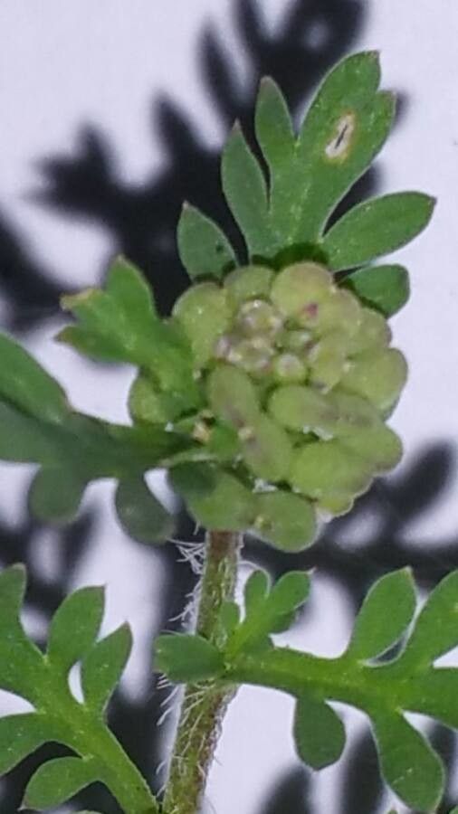 Coronopus didymus flower