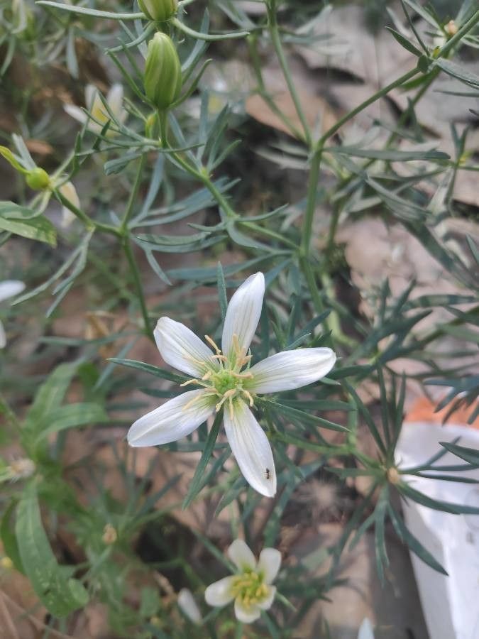 Peganum harmala flower