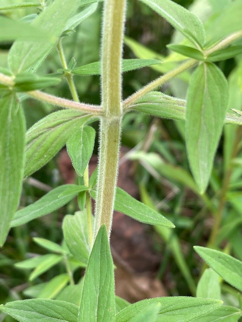 Pycnanthemum verticillatum bark
