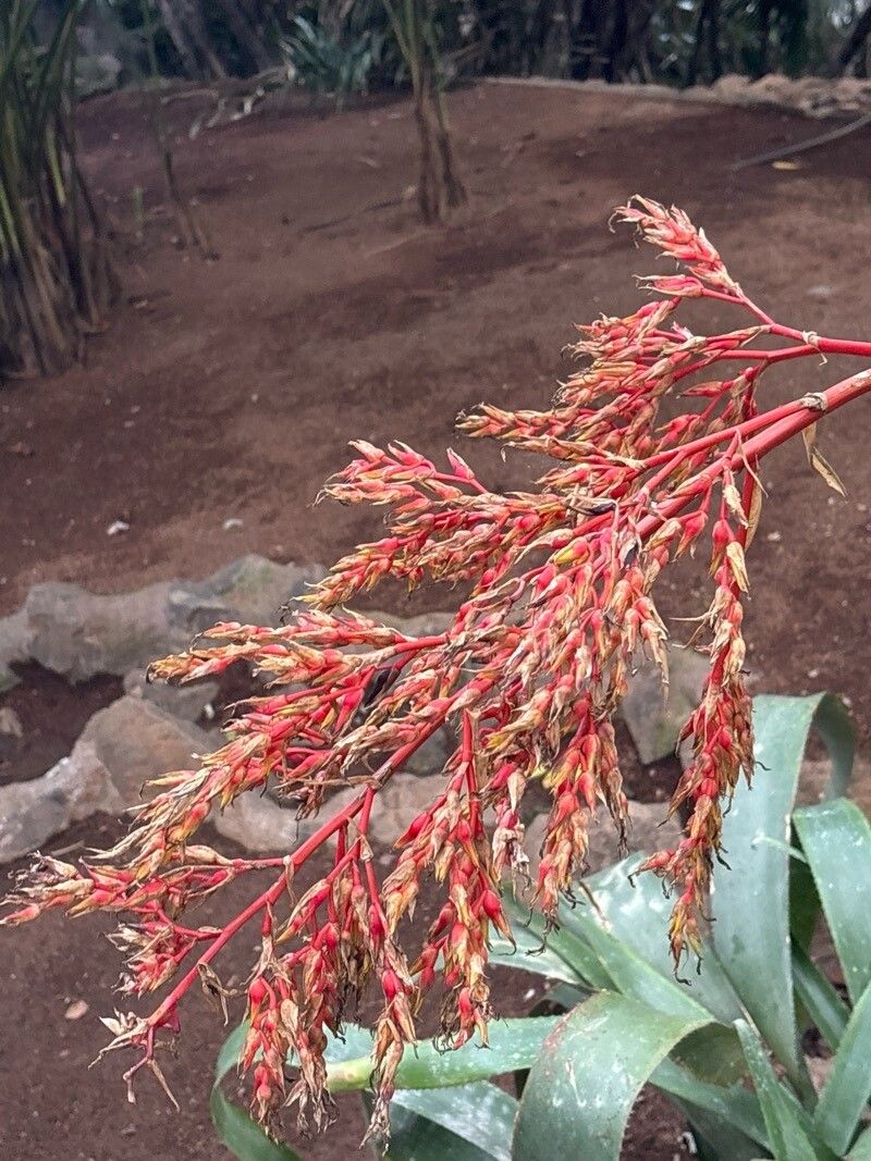 Billbergia magnifica — search result for 'Billbergia'