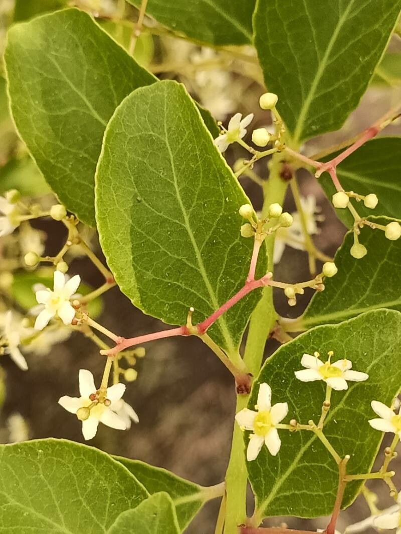 Gymnosporia dhofarensis habit