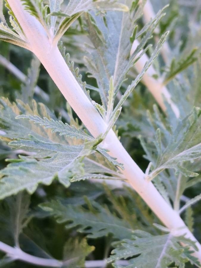 Perovskia abrotanoides bark