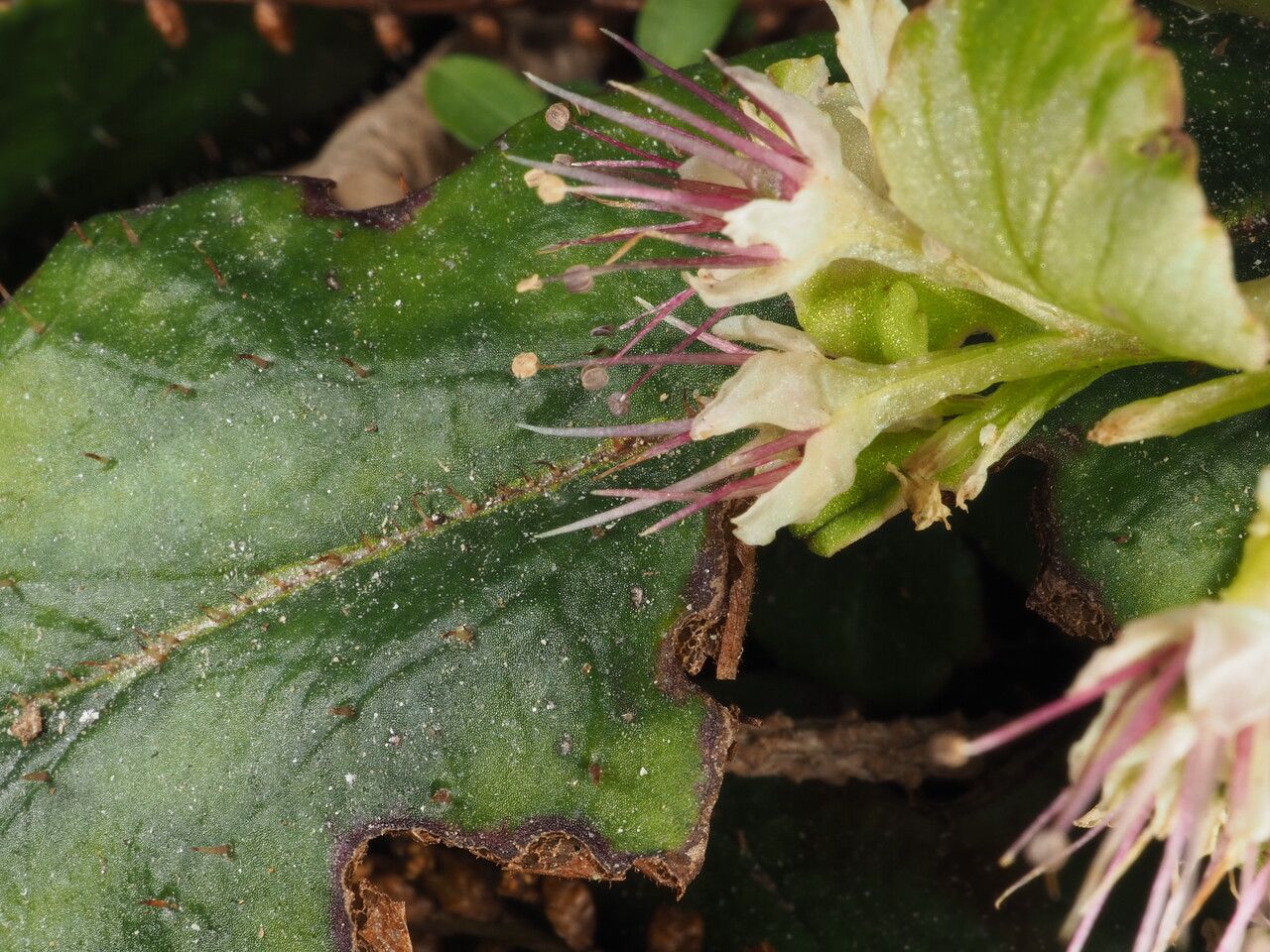 Chrysosplenium macrophyllum habit