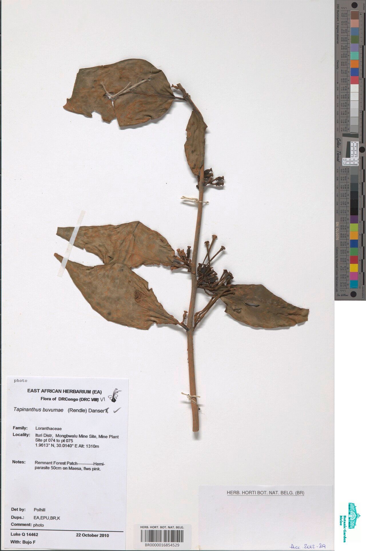 Tapinanthus buvumae — related species from the same genus