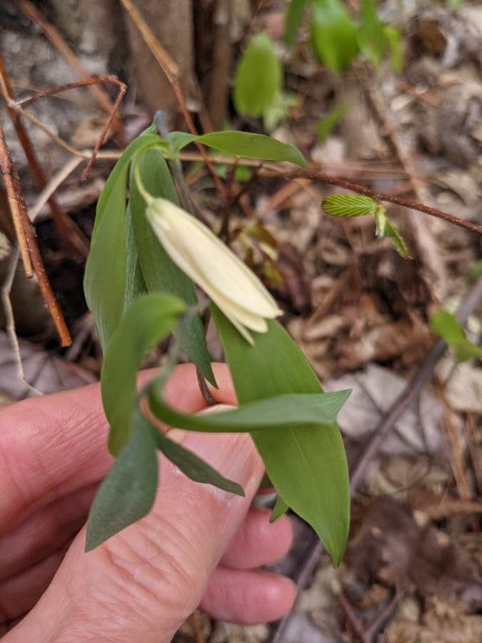 Uvularia sessilifolia flower