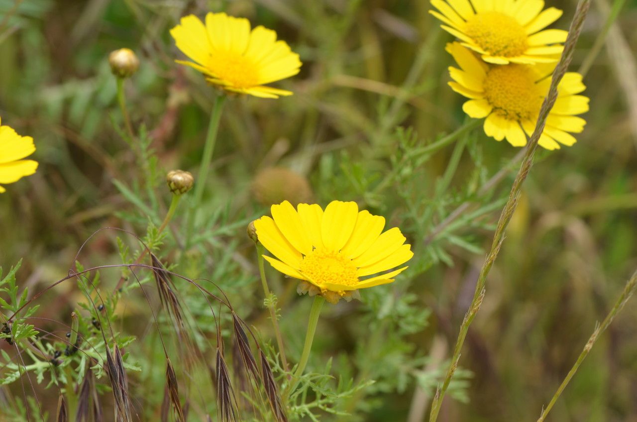 Anthemis tinctoria flower