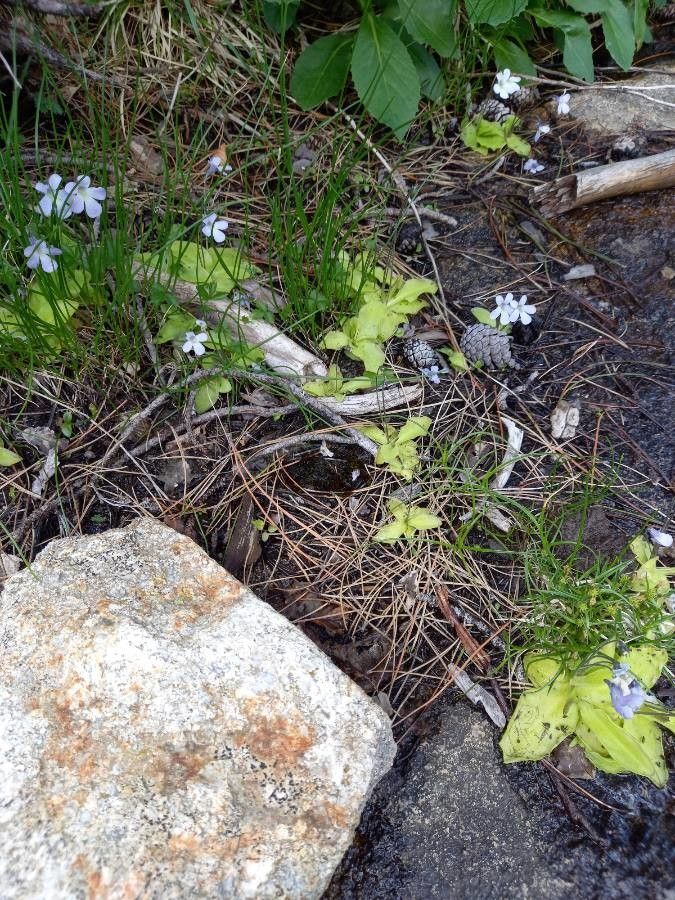Pinguicula corsica habit