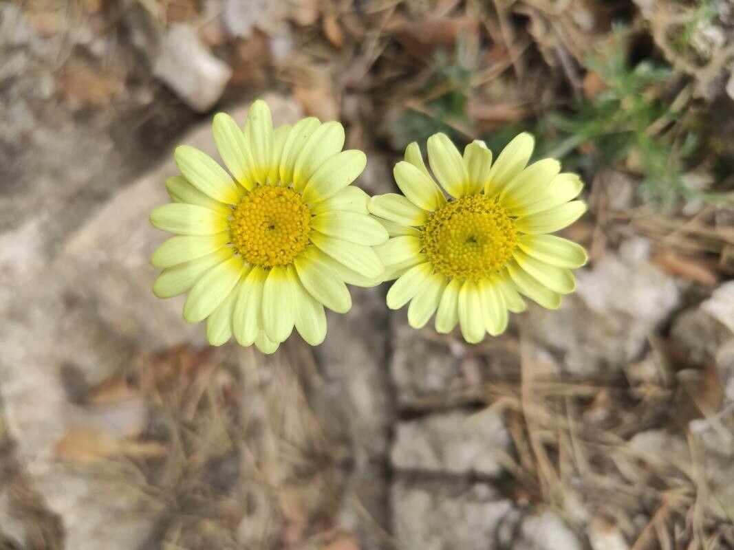 Leucanthemopsis pectinata flower
