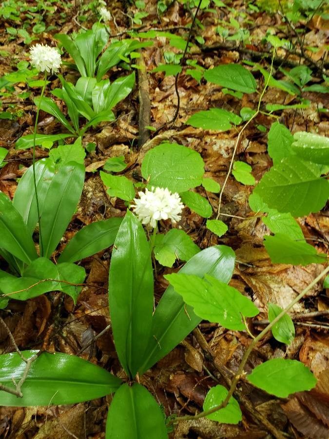 Clintonia umbellulata flower