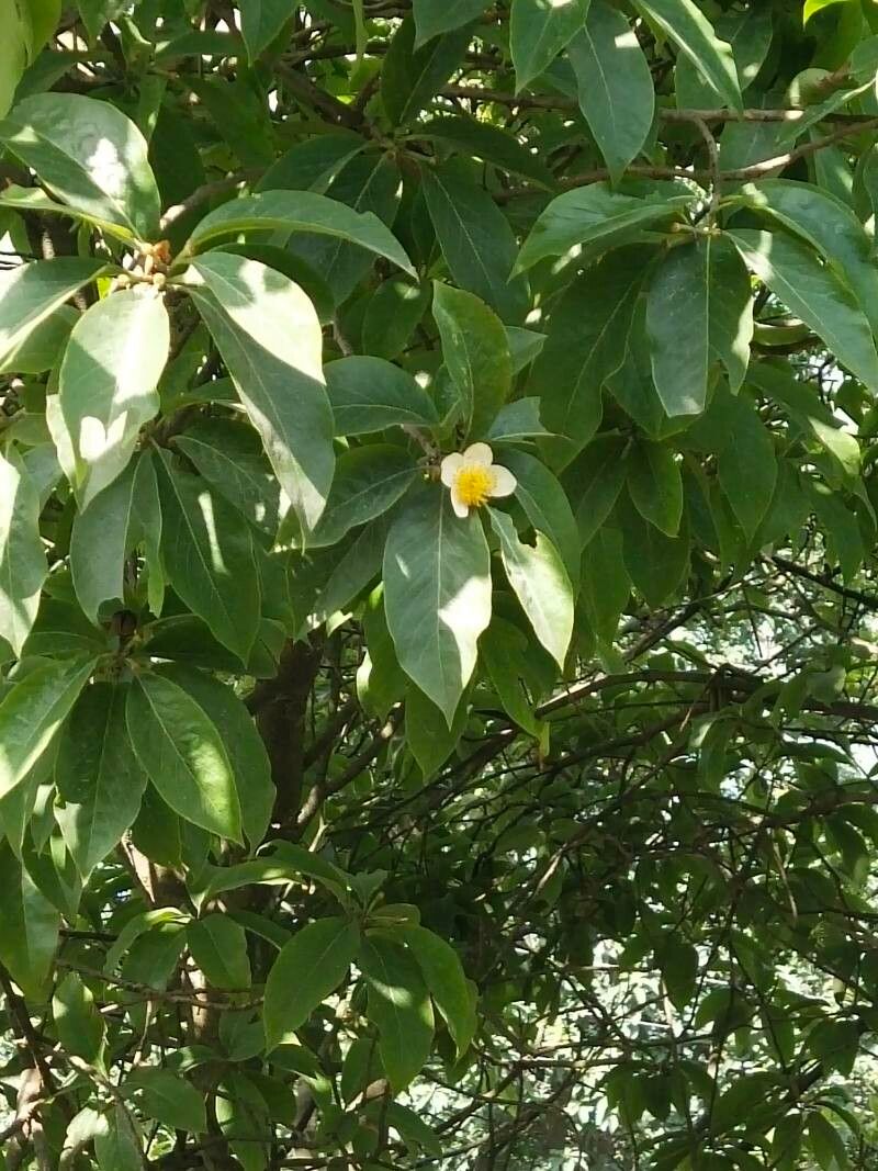 Schima wallichii flower