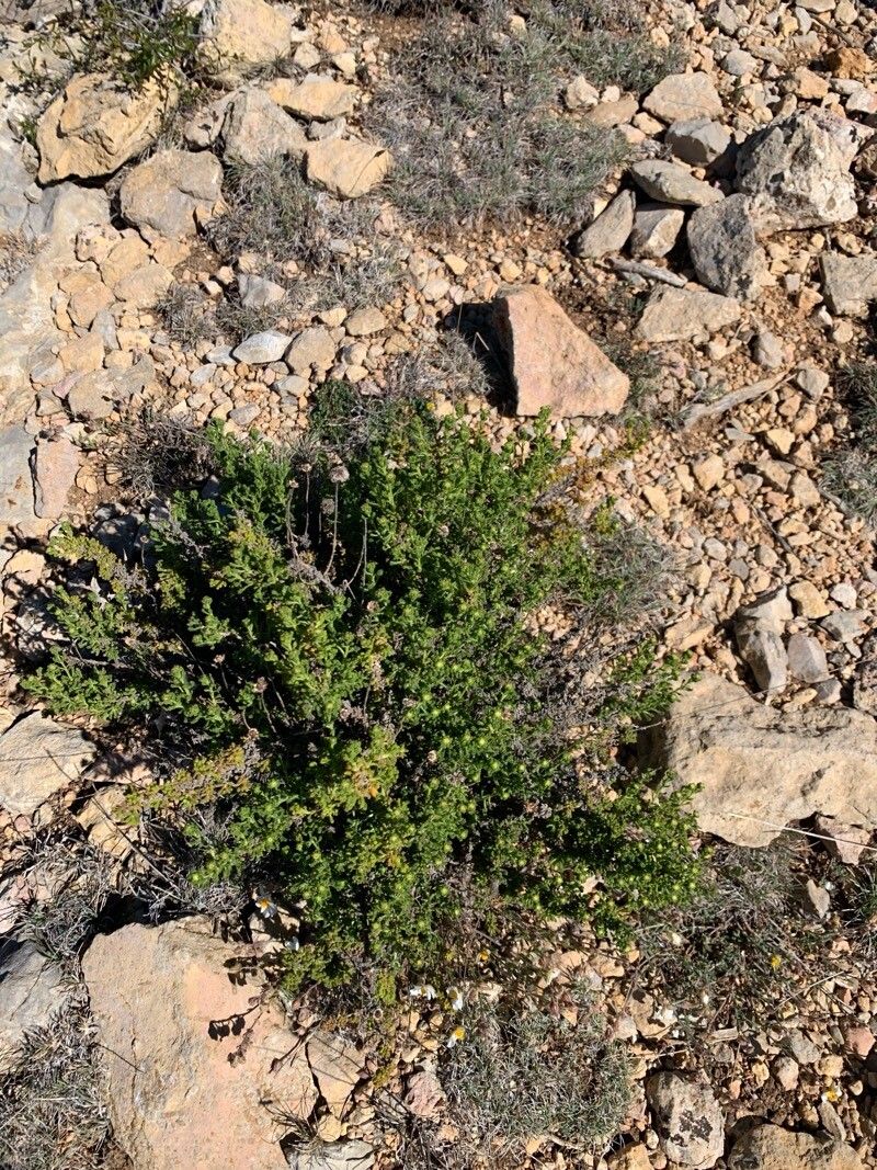 Santolina ageratifolia — related species from the same genus