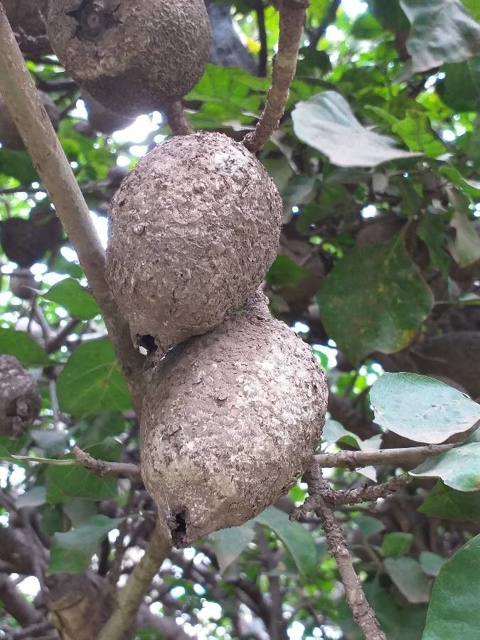 Gardenia ternifolia fruit