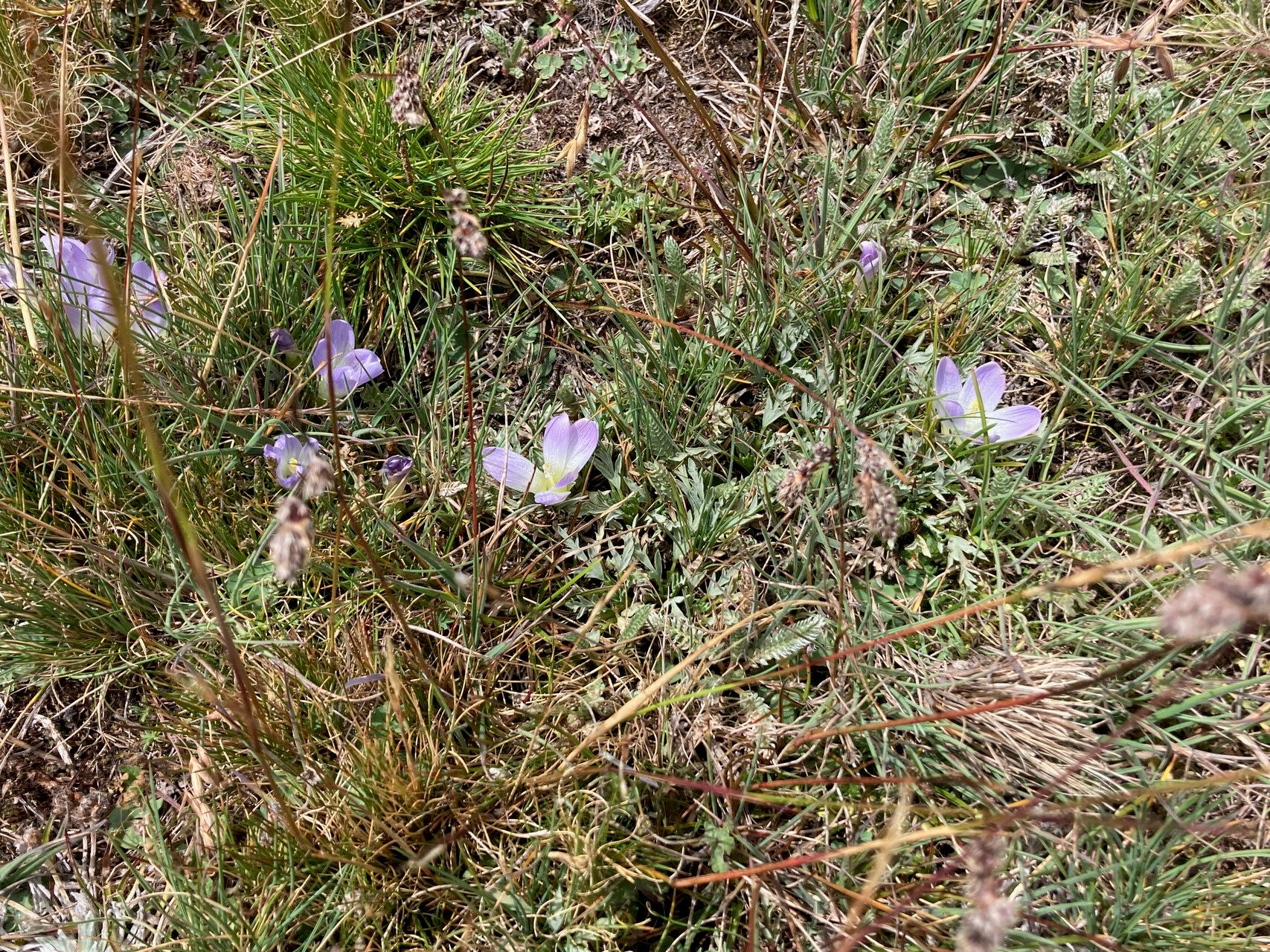 Nototriche pinnata habit