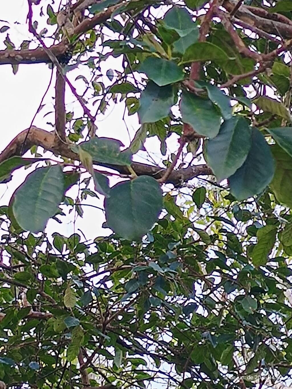 Myrcianthes gigantea — related species from the same genus