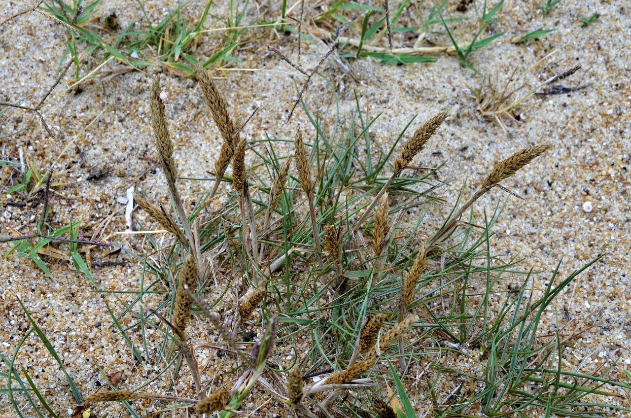 Koeleria arenaria habit