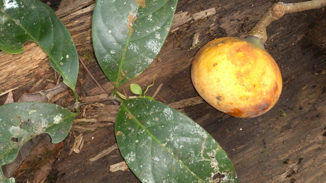 Tontelea hondurensis leaf